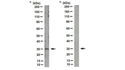 MT-ND2, Mouse anti-Human, Clone: 9E12-1B3, Millipore Sigma 25&mu;g; Unconjugated:Antibodies,